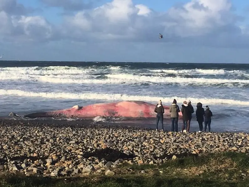 Whale washed up on beach in Co. Sligo today