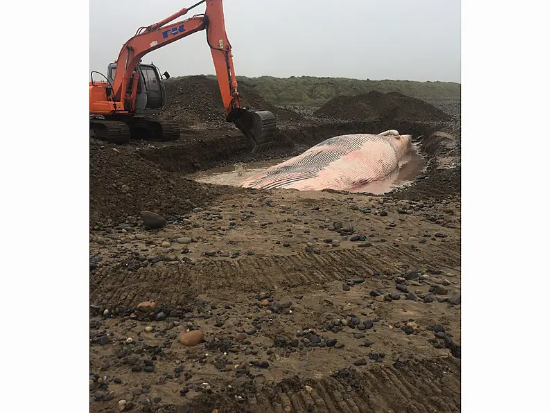 Sligo whale to be buried near where it washed up