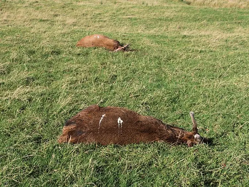 Deer poaching on the rise in the Northwest