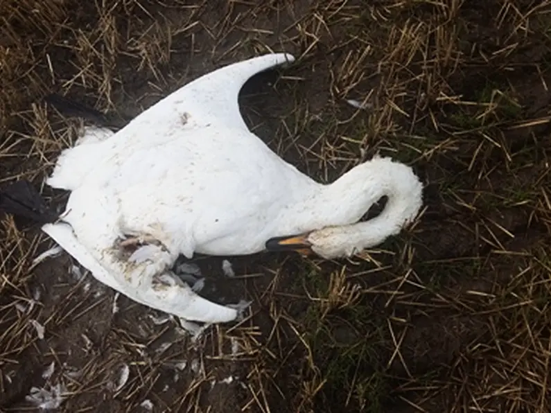 Two more swans killed by overhead power-lines in Donegal over weekend