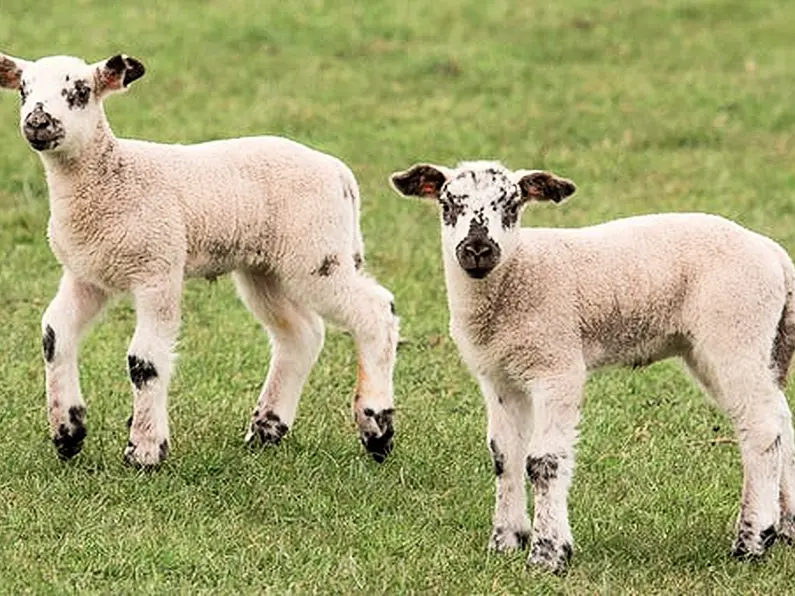 Falling lamb prices for sheep farmers must be considered too