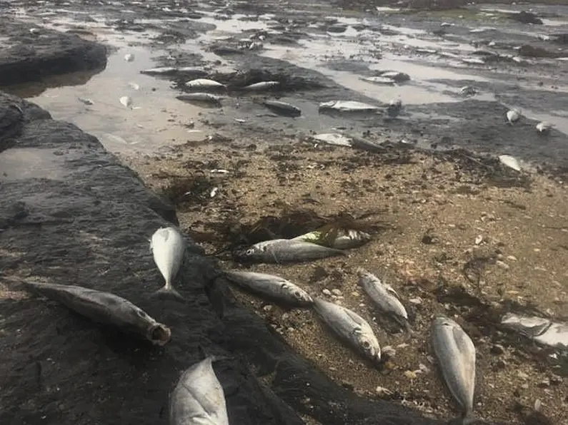 Hundreds of dead fish washed up along The Reef in Bundoran