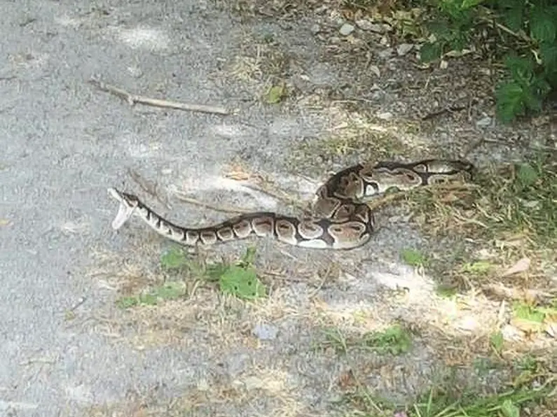 If you see the stray Leitrim snake, put a plastic container over it to stop it escaping again