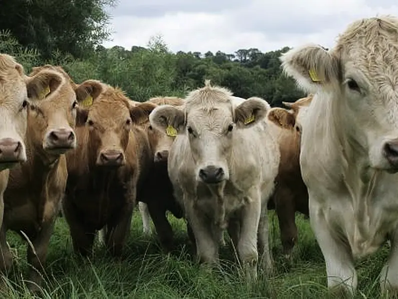 No cuts to cattle herds as part of emissions targets - McConalogue