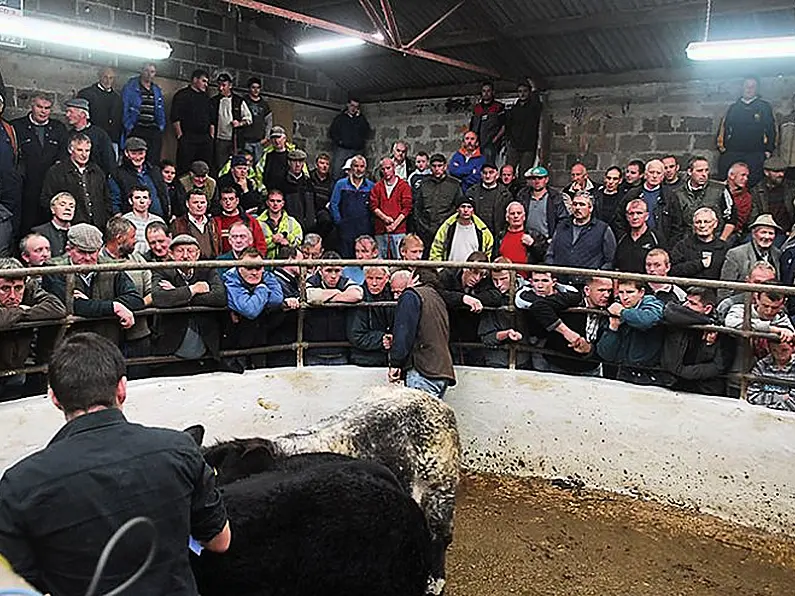 Ringside bidding essential for sellers, buyers of cattle, sheep