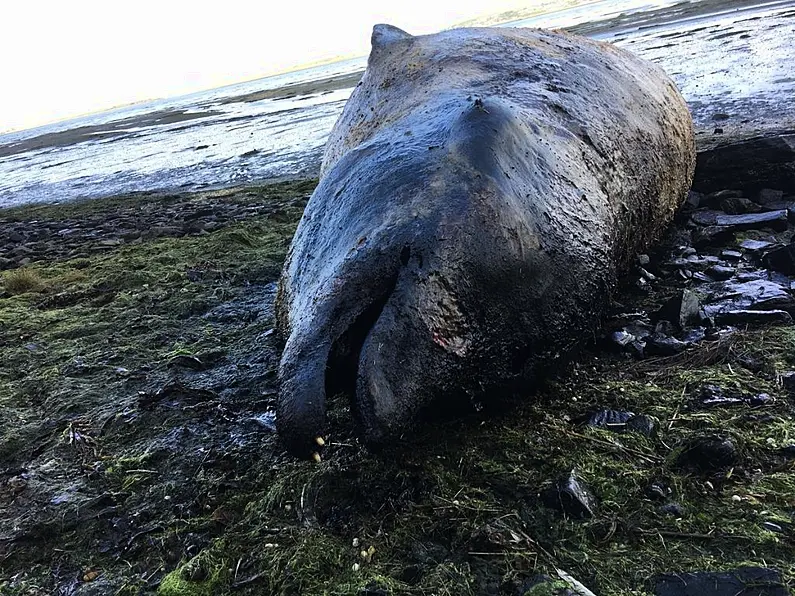 Another whale washed up on a Sligo beach