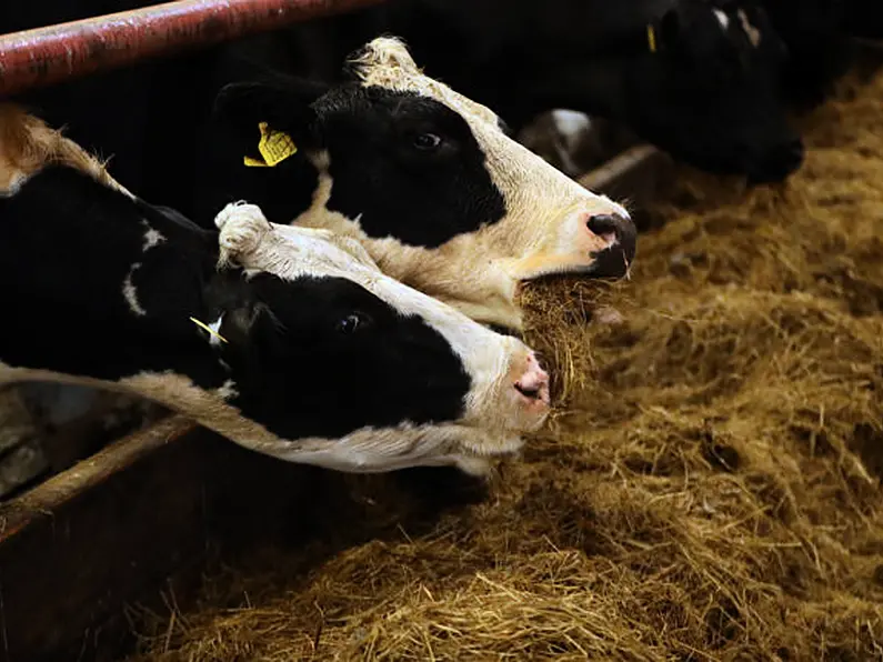 The fodder crisis has become so serious, that a Sligo farmer 'was thinking about shooting his cows and shooting himself’