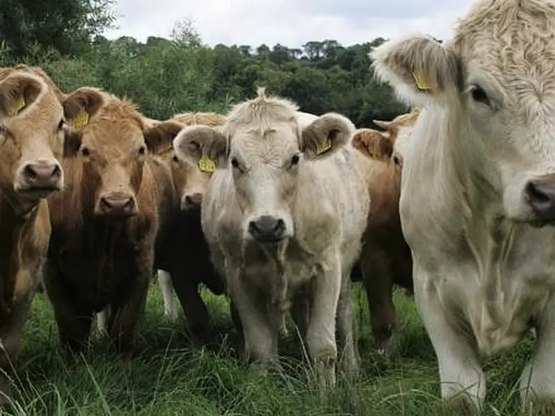 A look ahead to the Ploughing Championships next week