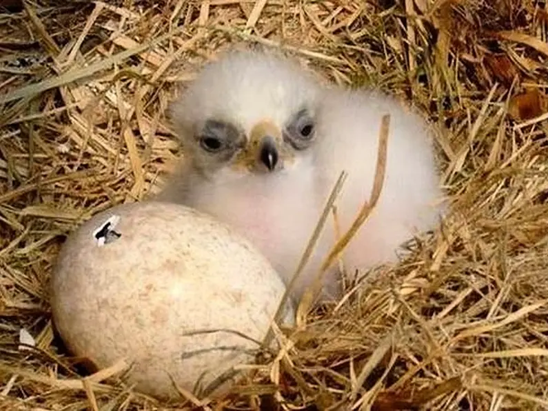 Co Donegal golden eagle rears chick in wild