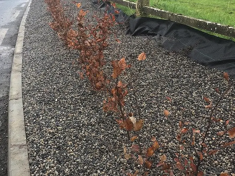 Over 200 trees felled by Sligo County Council but no replacements