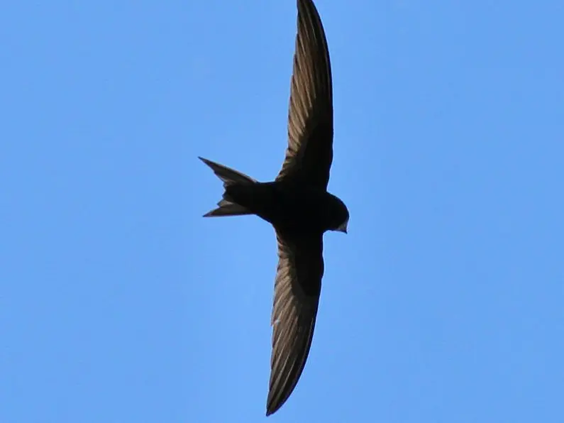 Survey of birds called Swifts taking place in Sligo