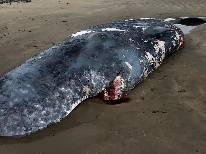 Whale washed up on Sligo beach damaged overnight