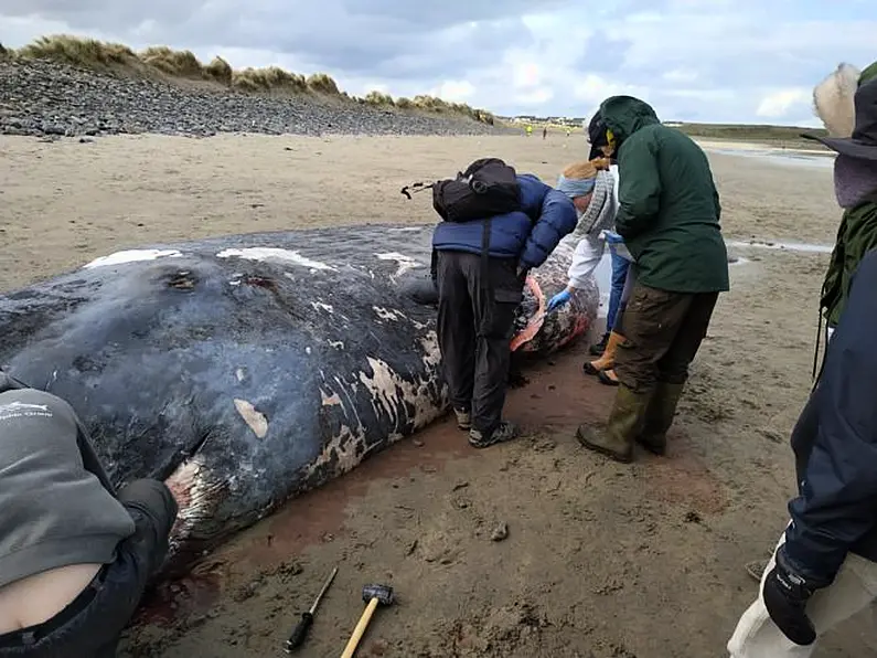 Whale washed up on north Sligo beach examined and buried