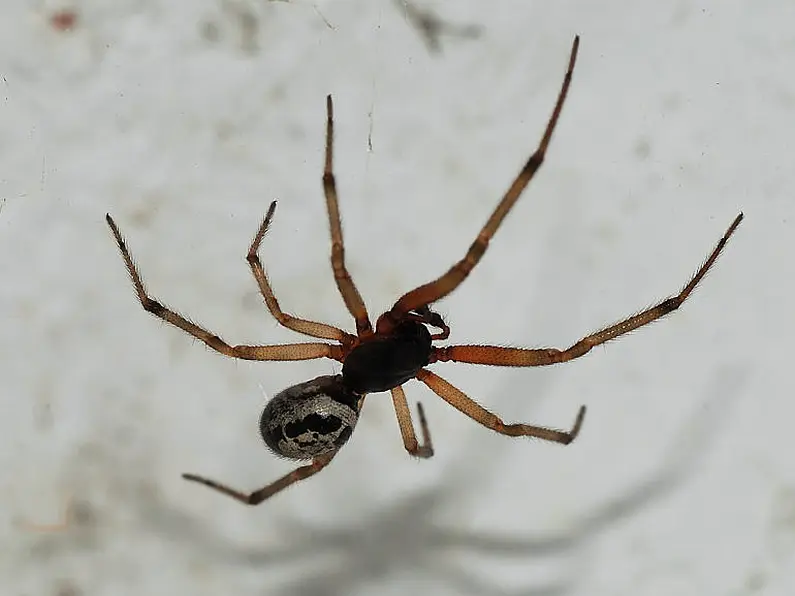 False Black Widow spider more prevalent in Sligo than most other counties