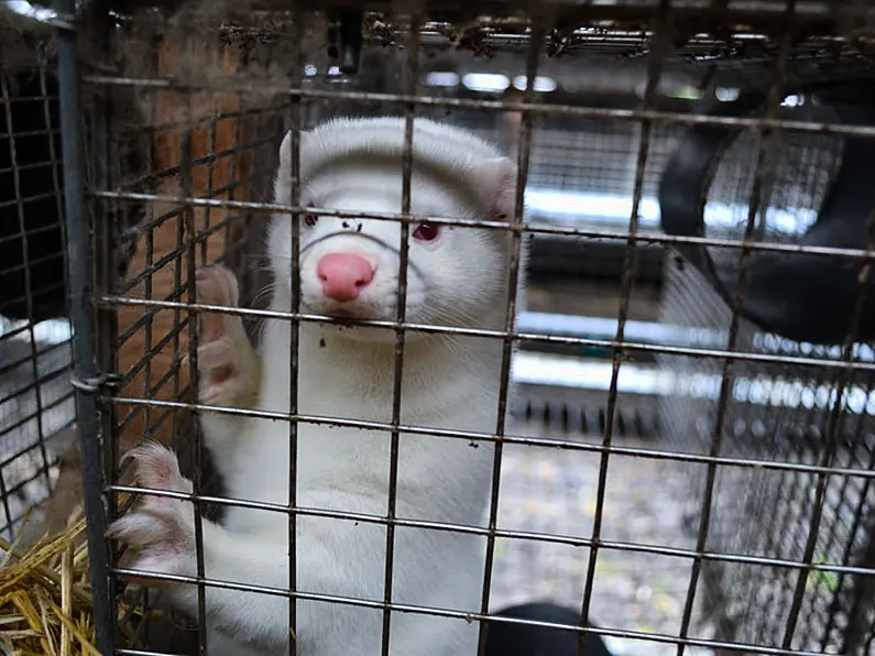 McConalogue says fur farmers will be compensated