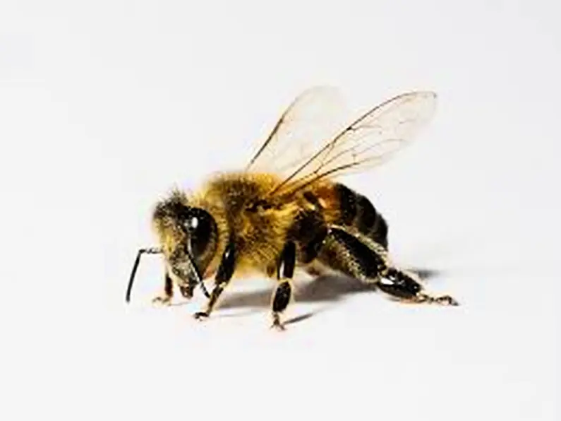 Ballymote Library host bee protection awareness event