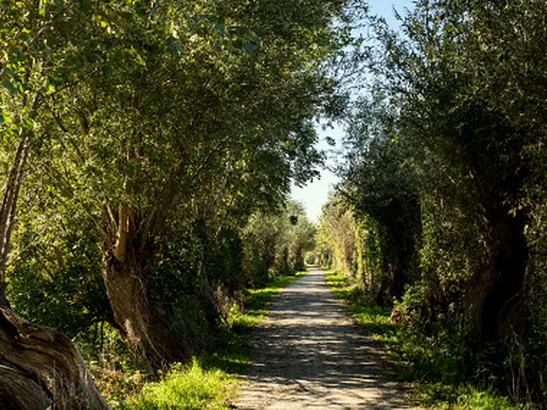 Calls in Sligo and Leitrim for hedgecutting extensions