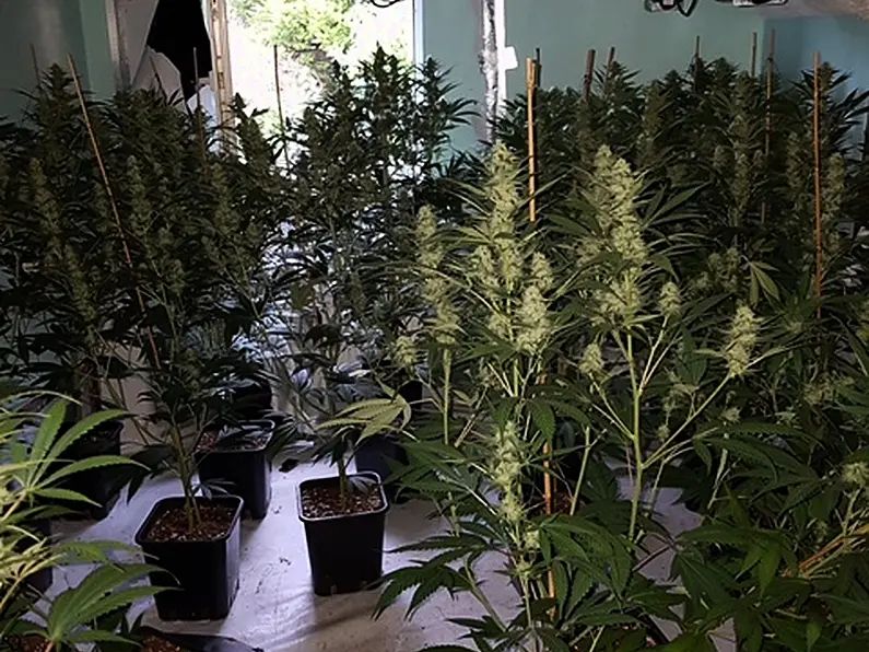 Gardai seize €400,000 worth of cannabis plants in Donegal