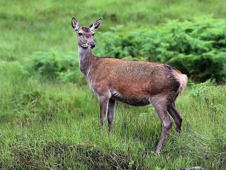 Gardai advising motorists to be cautious of deer as rutting season commences.