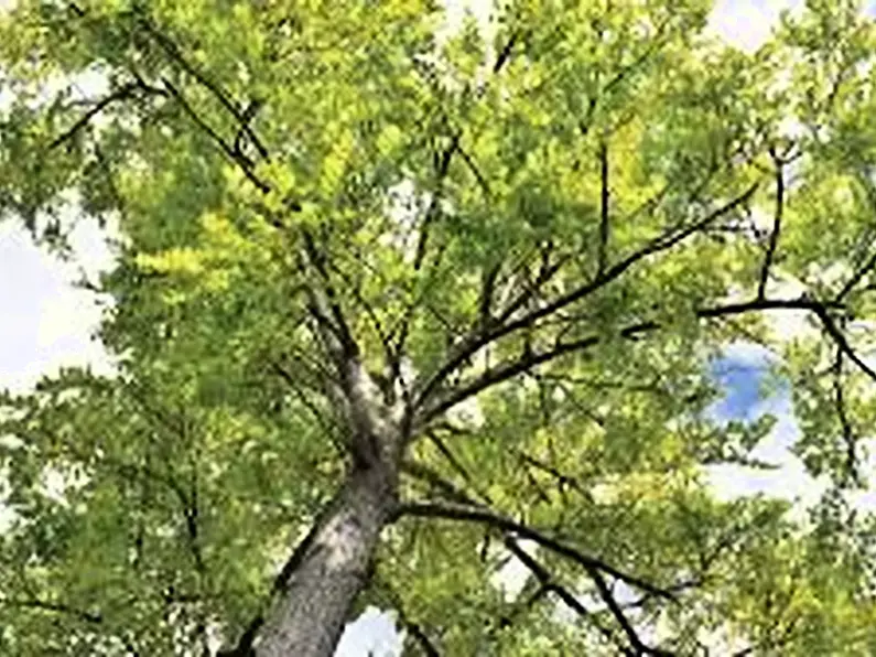 Concerns over ash dieback