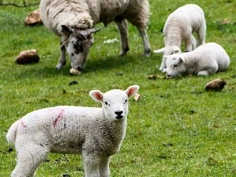 Gardai in Donegal issue further warning over dog attacks on sheep