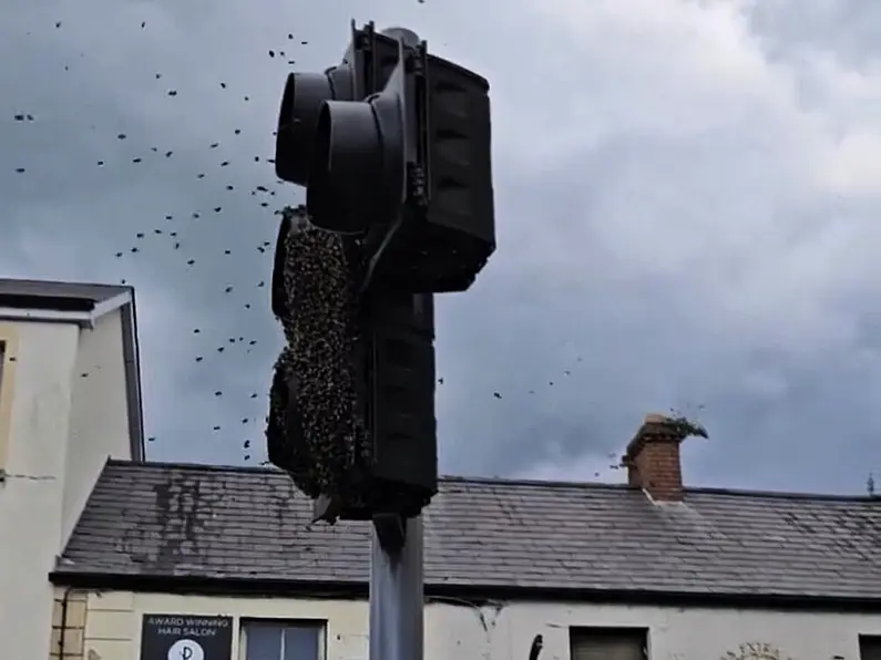 Swarm of bees in Sligo Town on World Bee Day