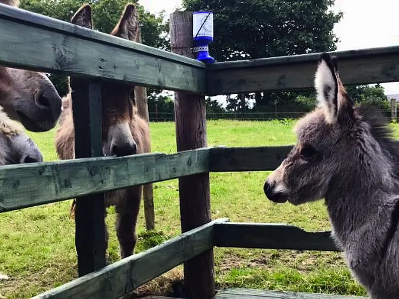 Probe launched into attempted theft at Donegal Donkey Sanctuary