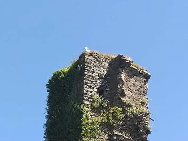 Kid goat rescued after scaling 100 foot tower in Donegal