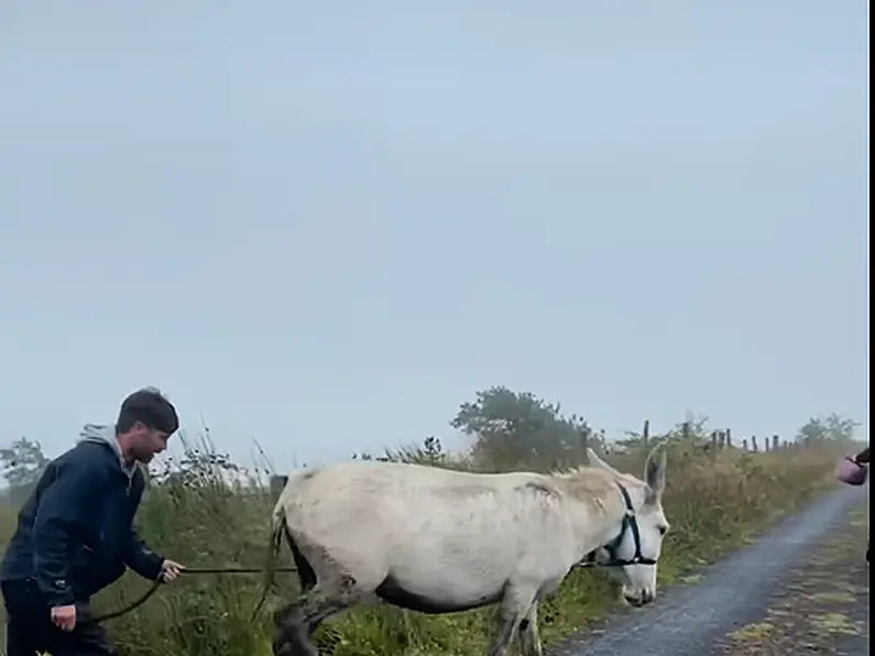 Three neglected donkeys rescued in Leitrim