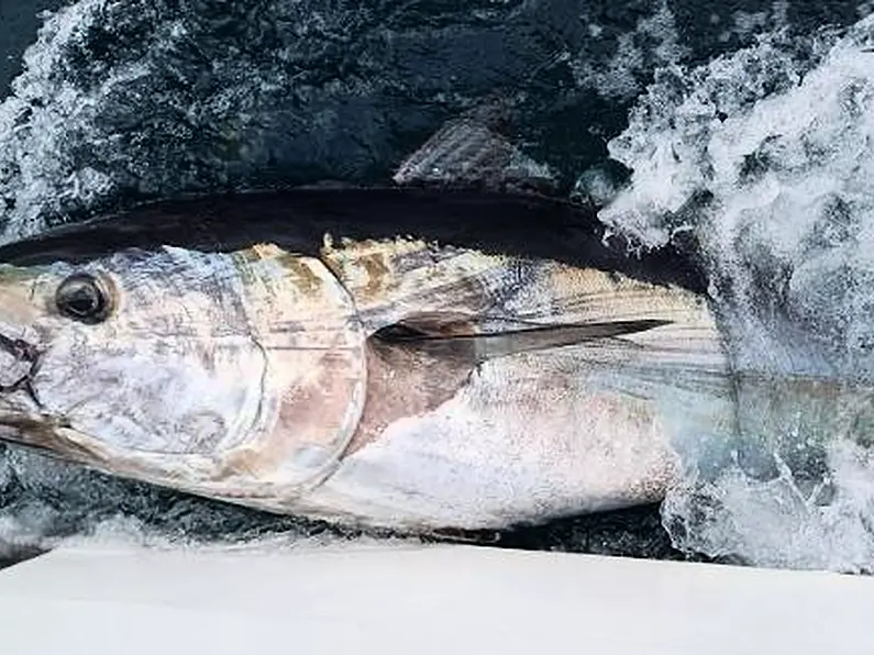 IFI records first tagging of Atlantic bluefin tuna for 2024