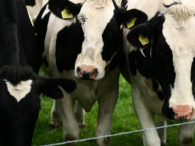 North West dairy farmers struggle to absorb costs