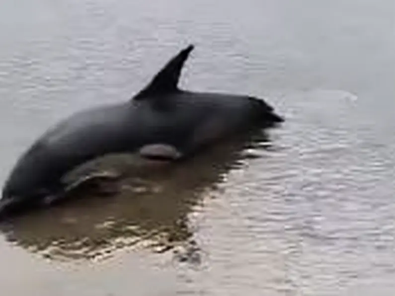 Two dolphins rescued during weekend operation in south Donegal