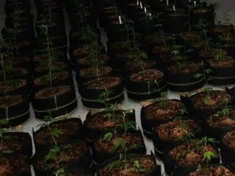 More suspected cannabis uncovered in Donegal Town