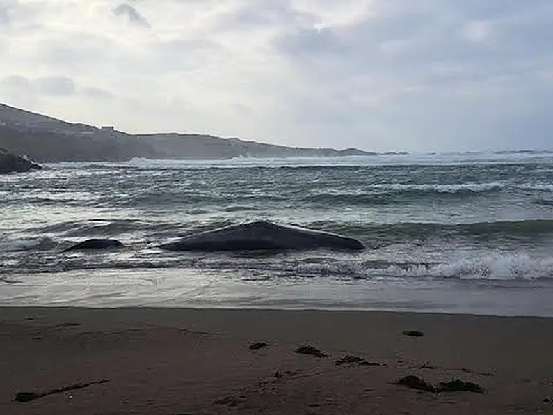 Sperm whale found washed up off south Donegal coast