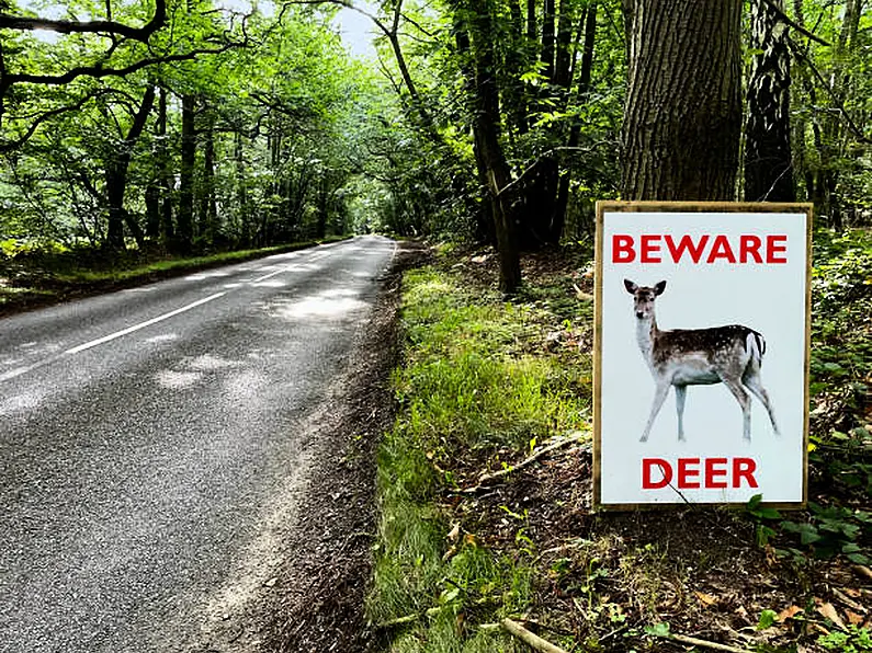 Caution advised ahead of deer rutting season