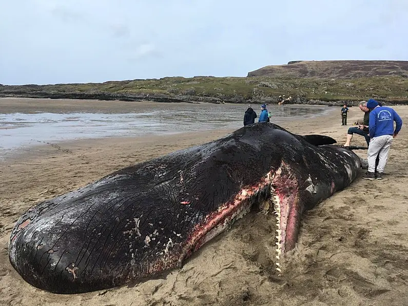 Investigation continuing into discovery of whale on south Donegal beach