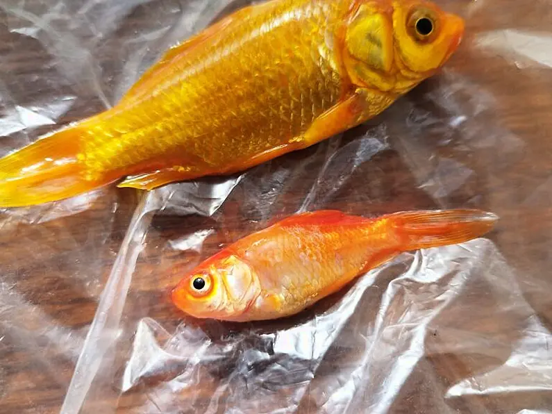 Angler fined for use of goldfish as live bait