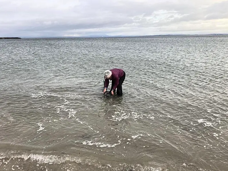 Dolphin rescued from north Sligo