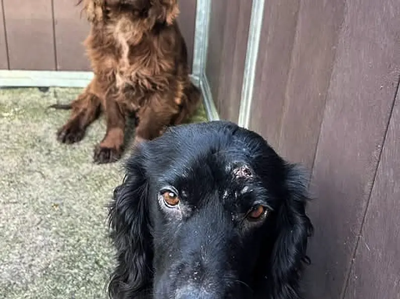 Appeal launched over abandoned dogs in County Leitrim