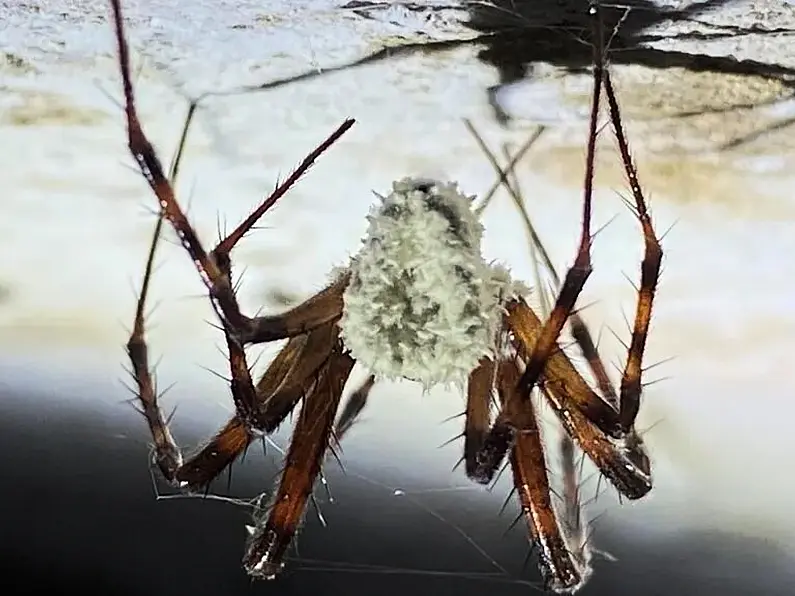 'Zombie spiders' found in Cavan-Fermanagh caves