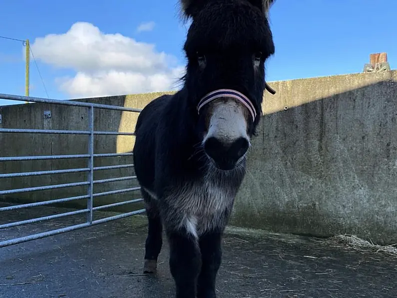 Donkey rescued in Donegal being looked after by local sanctuary