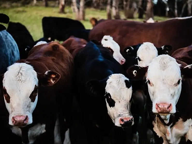 Bring your animals to the mart now, farmers advised