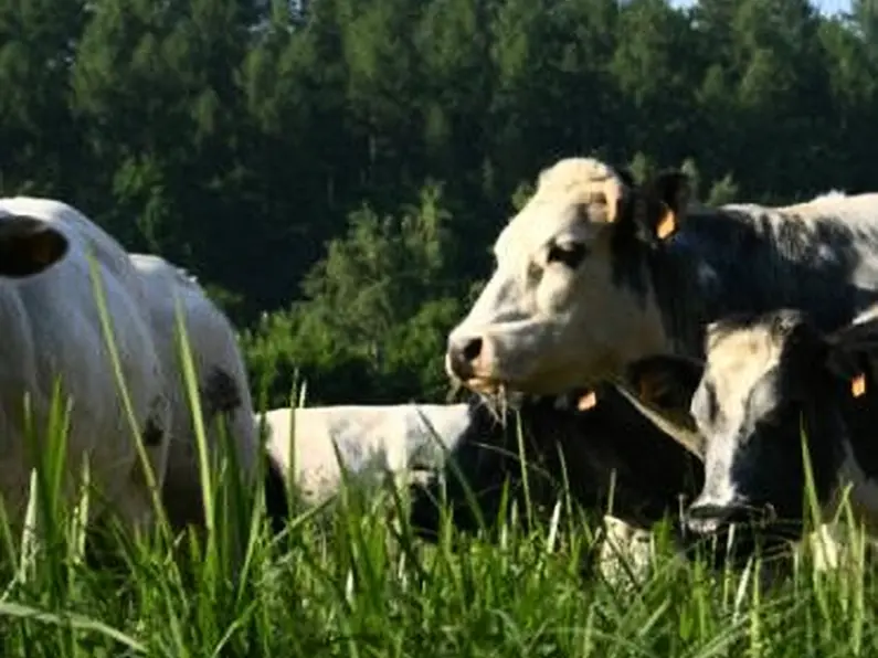 Factory fit cattle sale to take place in Manorhamilton