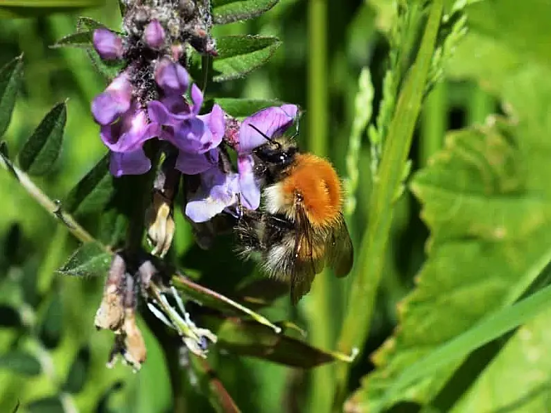 Leitrim & Donegal County Councils awarded funding for biodiversity officers