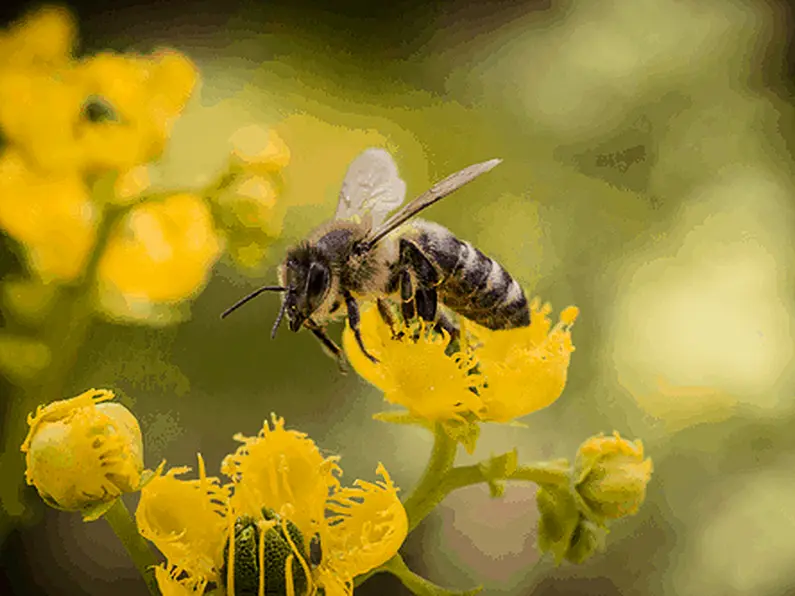 Investigation launched after two beehives stolen in Boyle