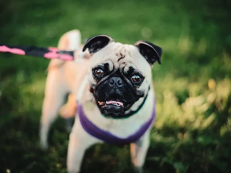 Warning issued after dogs become 'seriously ill' after swimming in local lake