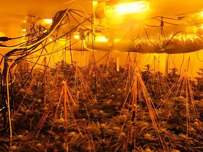 Gardai discover grow house in Leitrim with €240,000 worth of suspected cannabis plants