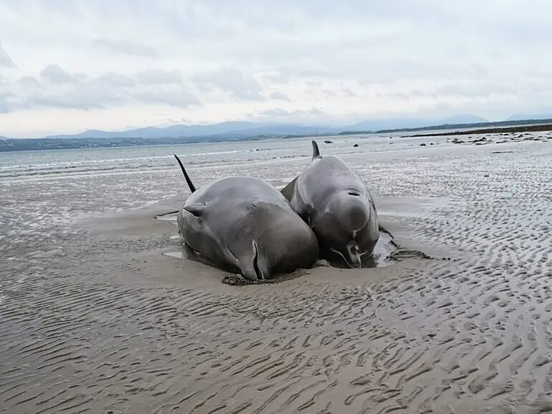 Number of Bottlenose Whales on Donegal beach have died