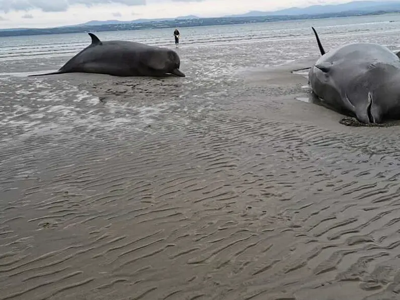 Group of Northern bottlenose Whales stranded on Rossnowlagh beach