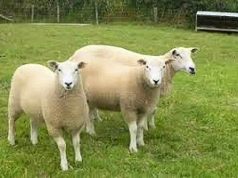 Growing interest in Lleyn sheep breeding; Roscommon sale on Sept. 5th